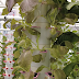 Maximizing Space and Yield: Why Vertical Hydroponics is the Future of Farming
