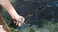 Bat Ray Feeding