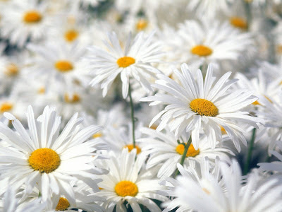 Flowers Normal Resolution Wallpaper 22