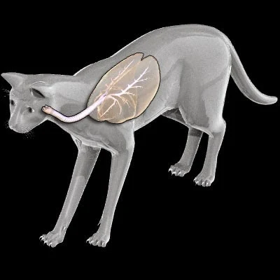 imagens-3d-anatomy-anatomia-veterinaria-veterinary-animal