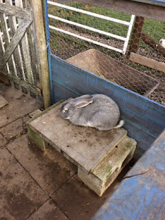 A large grey rabbit