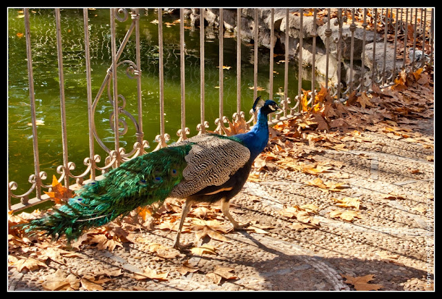 Campo del Moro