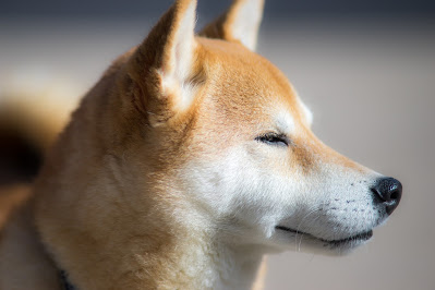 A very happy, relaxed Shiba Inu dog.