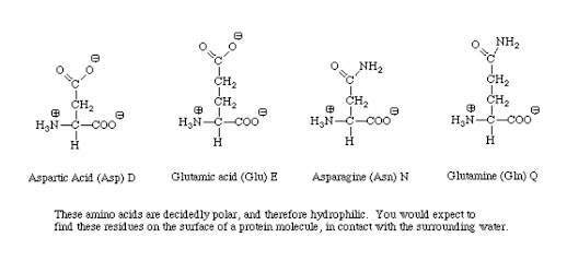 Acidic amino acids