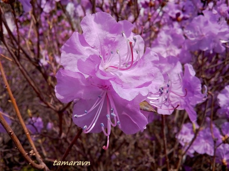 Рододендрон остроконечный (Rhododendron mucronulatum)