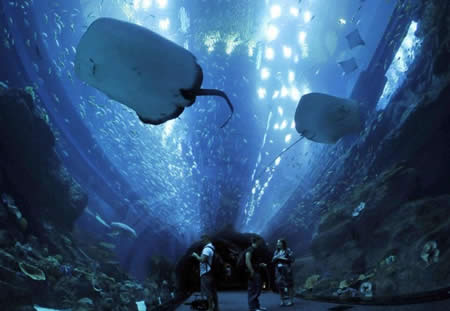 Dubai Aquarium di Dubai Mall