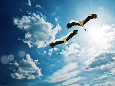 foto de gaviotas volando