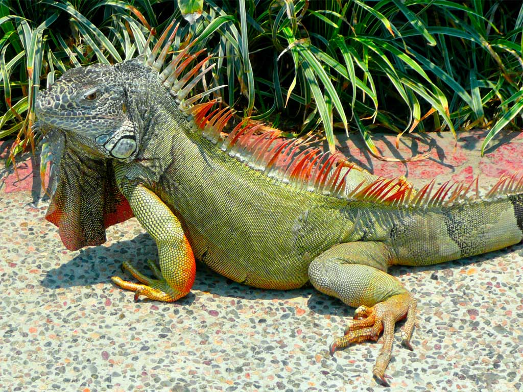 iguana merah