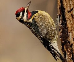 Yellow-bellied Sapsucker, adult male