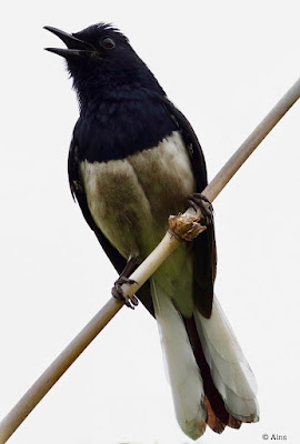 "Oriental Magpie-Robin - Copsychus saularis,perched on a branch,as can be seen the male has black upperparts, head and throat apart from a white shoulder patch."