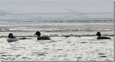 duck3