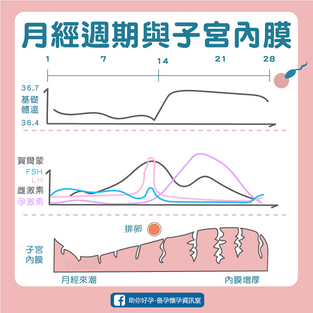 月經週期與子宮內膜