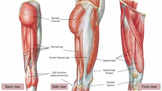 anatomi otot lutut