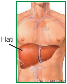  ialah organ kelenjar vital yang hanya ditemukan di vertebrata Letak Hati Manusia (Artikel Lengkap)