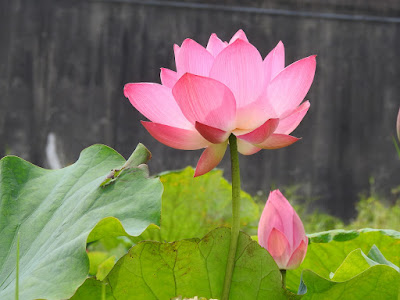 [10000印刷√] 花托 蓮 504415-蓮の実 花托