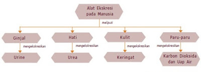  Tubuh manusia merupakan tempat berlangsungnya berbagai proses metabolisme Nih Sistem Ekresi Pada Manusia