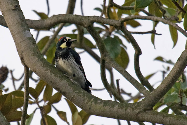 Acorn Woodpecker