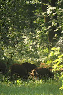 Dziki locha z "pasiakami" na terenie Nadleśnictwa Piwniczna