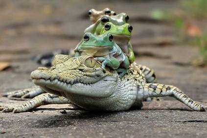 UNIK!!!Ini Dia Persahabatan Antara Satu Keluarga Katak Dengan Buaya