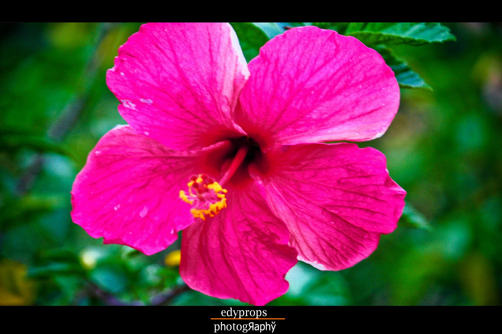 Hibiscus Rosasinensis