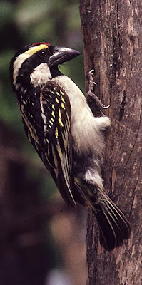 barbudo pio Tricholaema leucomelas