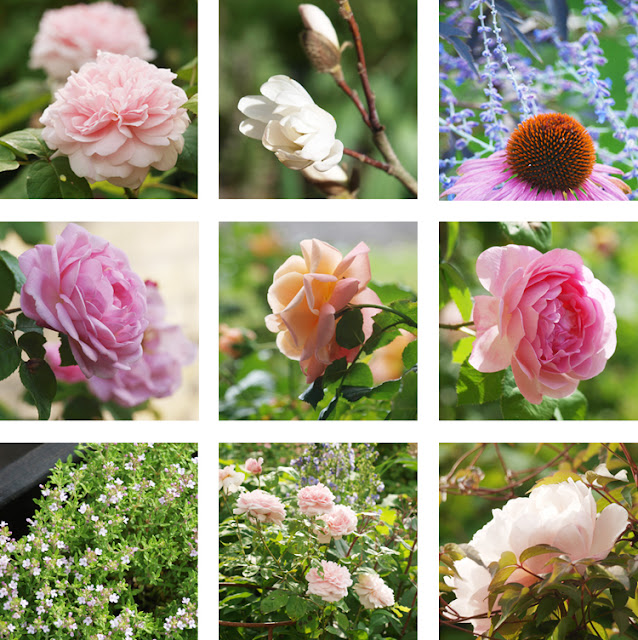 Vinterdæk de frostfølsomme planter i haven