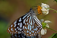 Tirumala limniace