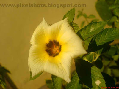 simple yellow rose flower from the gardens,flower photo photographed in closeup mode of digital camera