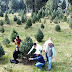 Comienza temporada de corte y venta de árboles de Navidad en Amecameca