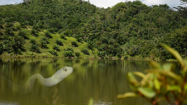 Puake di tengah danau singasap beduai