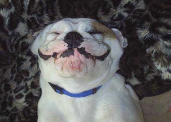 dog smiling