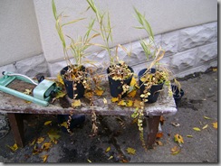 garden fall 005