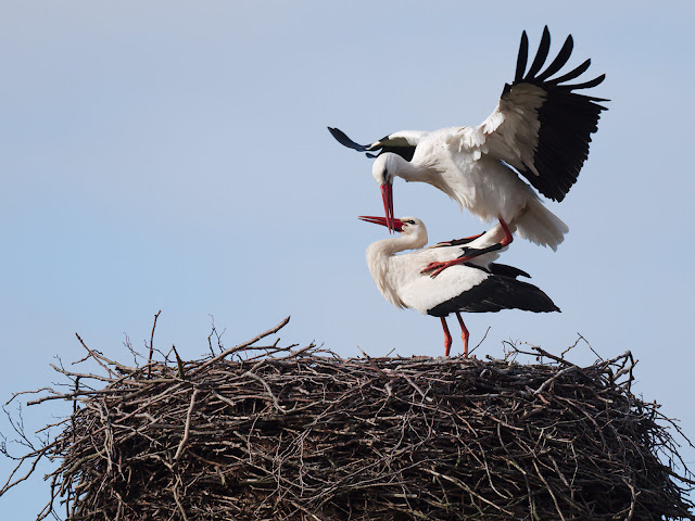 Bringt der Klapperstorch bald die Babys?