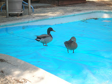 Pool visitors