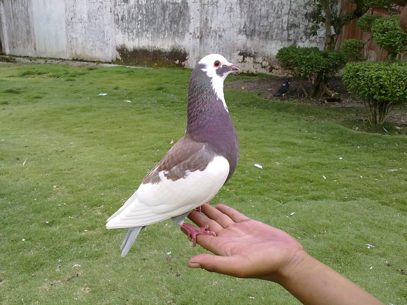 Burung Dara Hias