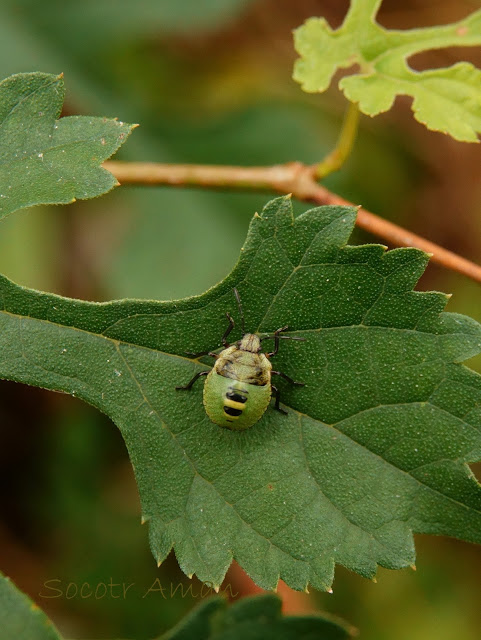 Palomena angulosa