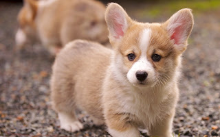 Best Corgi Puppies For Sale Long Island New York www.BestPuppiesForSale.org (631) 644-0326