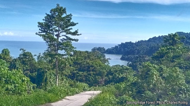 walking and birdwatching tour in Sorong city's ridge forest