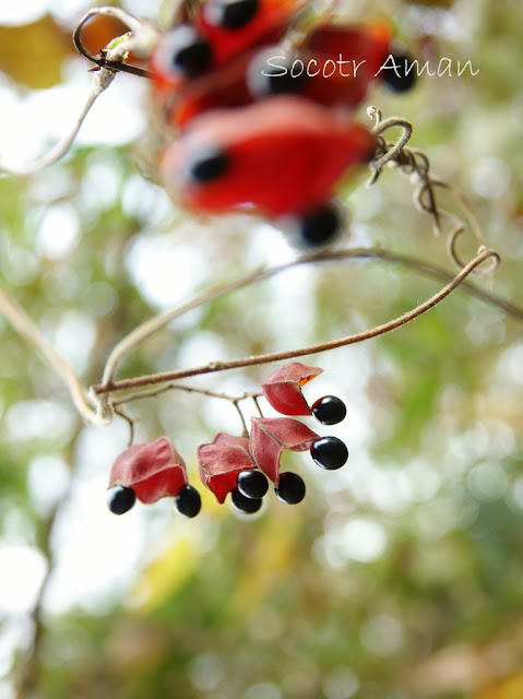 Rhynchosia acuminatifolia