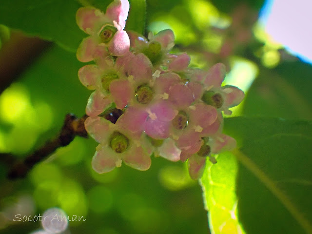 Ilex serrata