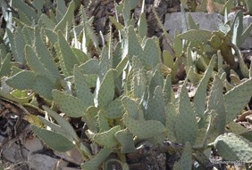 Cow Tongue Cactus