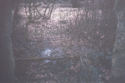 6. Beaver's cottonwood in wetland