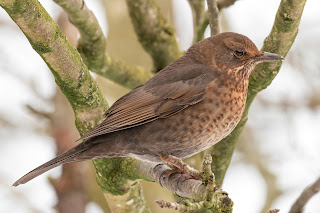 DFBridgeman Blackbird