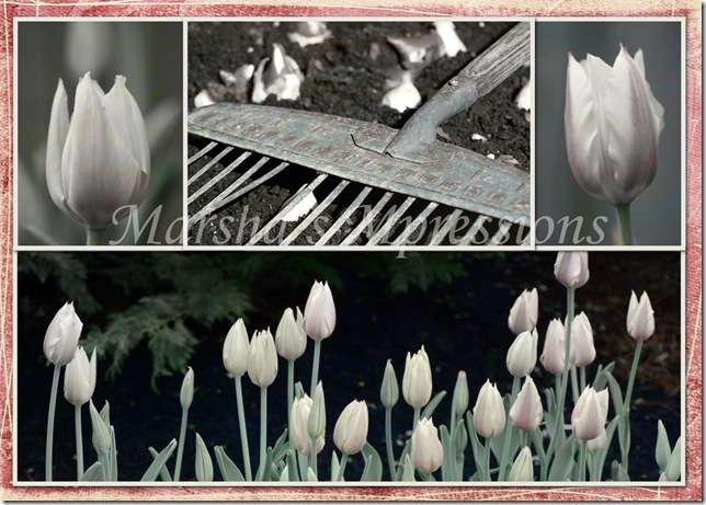 planting tulips with texture white w letters and satuation copy copy w watermark