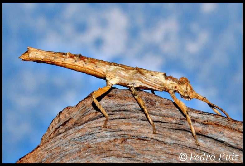 Ninfa hembra L3 de Orestes guangxiensis, 2,8 cm de longitud