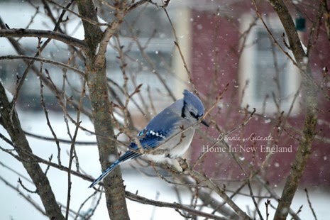 blue jay1