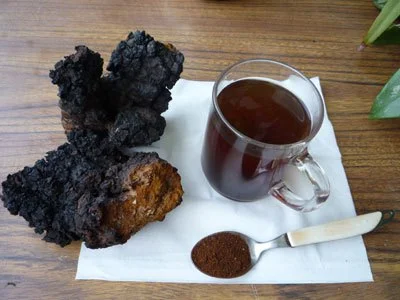 Chaga Mushroom Company in Kerala