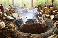 Palenque, agave, mezcal, Oaxaca, Mexique, photo de Frank Bauer pour le magazine Beef