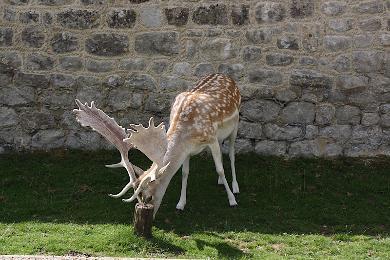 Male Fallow Deer with palmate antlers grazing against a garden wall at Knole Park