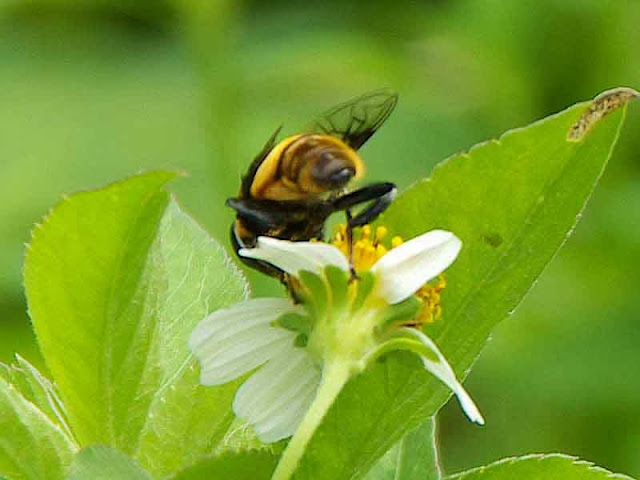 insect, fly or bee